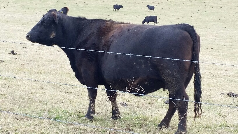 2016 Keeney Angus Bull Sale Cowbeside_zpsbbbtsihd