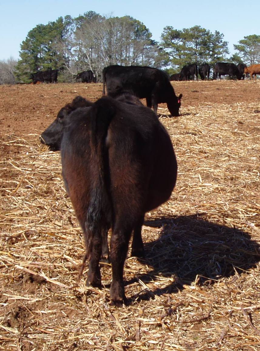 Is this a Bonsma type cow? Linebred_daughter_rear_zpse00773ca