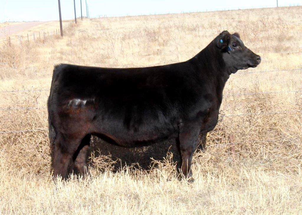 2016 Keeney Angus Bull Sale Tm1_zpst5eql5ya