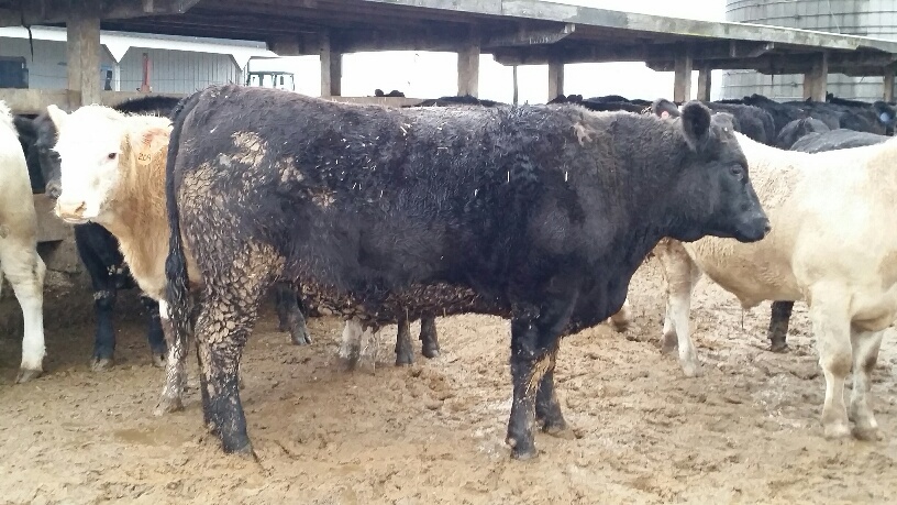 2016 Keeney Angus Bull Sale Wagu1_zpspcfnluuh