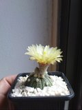 Kaktus na prozoriu Th_astrophytumasterias