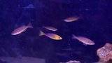 Cyprichromis sp. leptosoma jumbo tricolor Th_SAM_1120