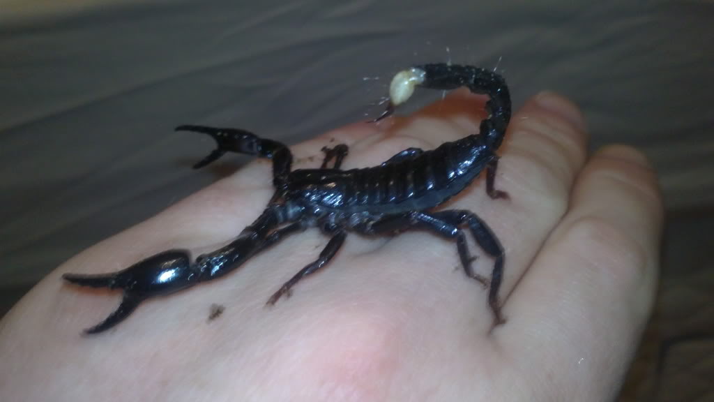 Scorpion