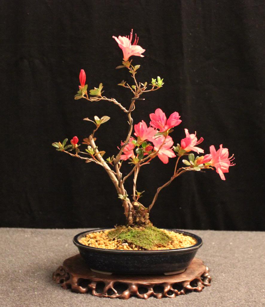 Small Azalea for the Lunar New Year 038_zpse63e4e8f