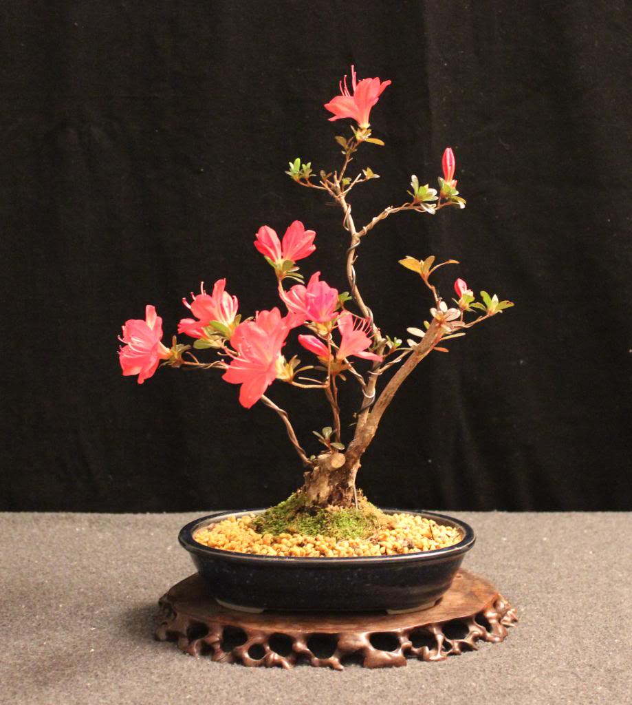 Small Azalea for the Lunar New Year 039_zpscc034098