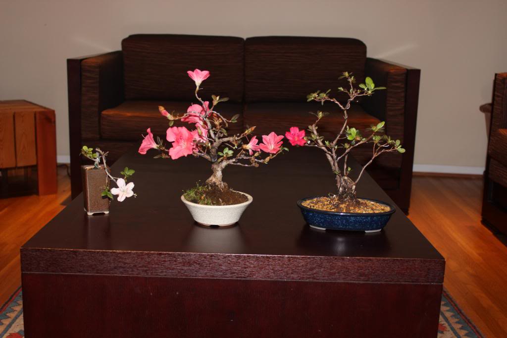 Small Azalea for the Lunar New Year 001_zps9e94d334