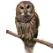 Owlry