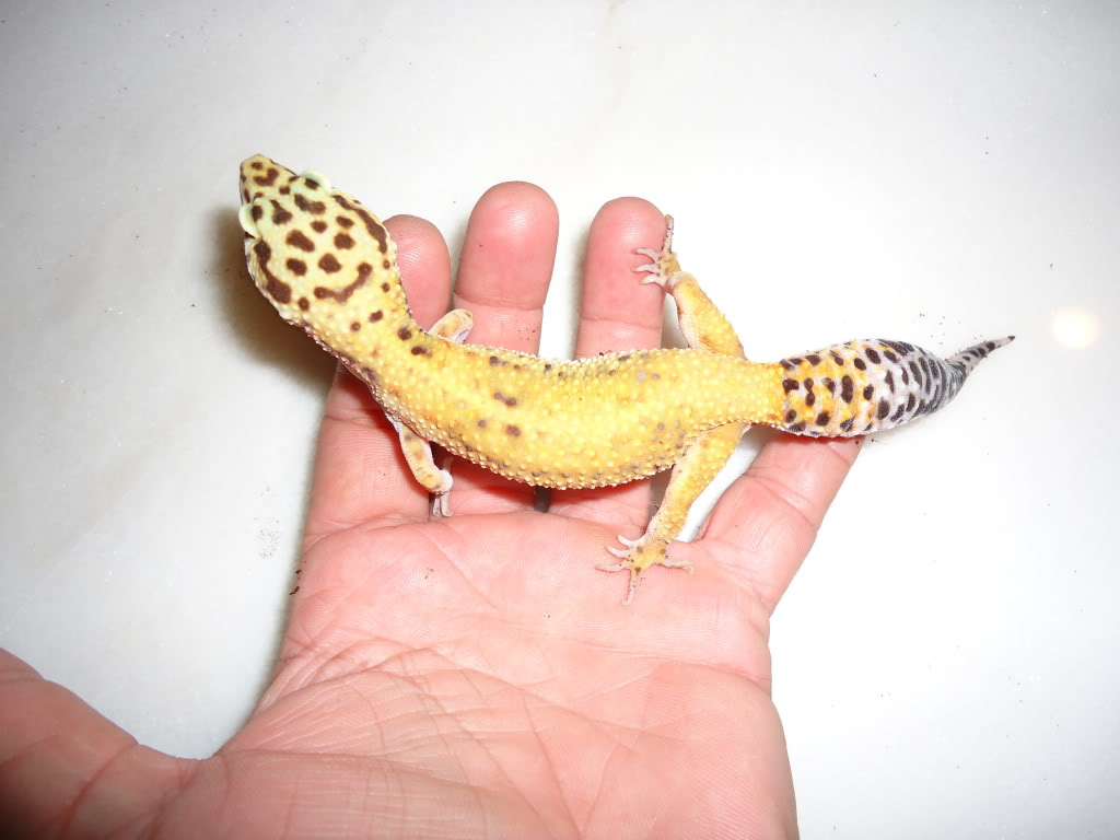 Help with what morph they are pls! Picture292