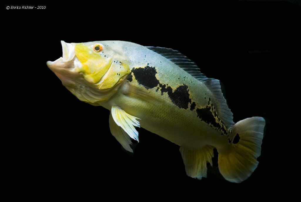 Cichla: Peacock Bass -  2 Cichlaorinocensis