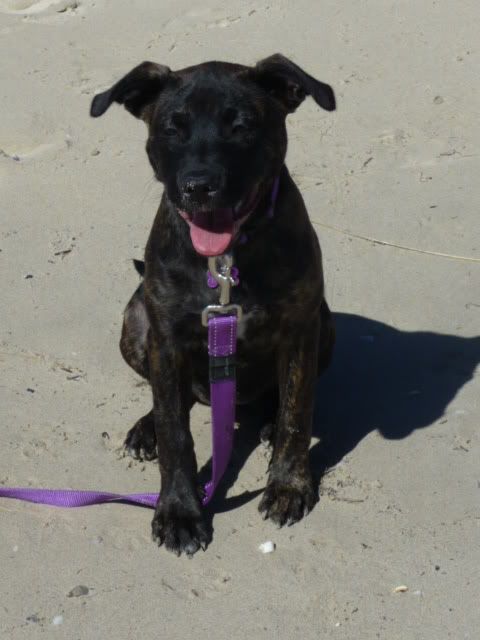 Roxy first visit to the Beach P1050232