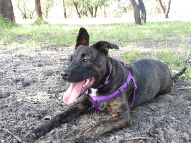 Roxy at Whiteman Park .....Sorry, pic heavy P1050982