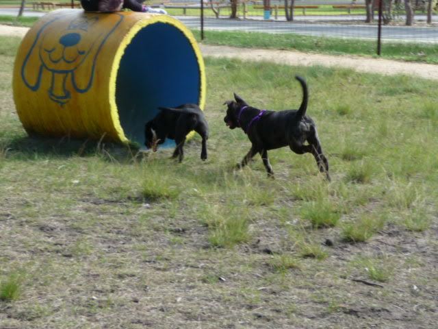 Roxy at Whiteman Park .....Sorry, pic heavy P1050984