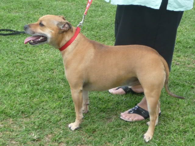 Perth Staffordshire Bull Terrier Assoc. Day ( Sept 2011 ) P1080818