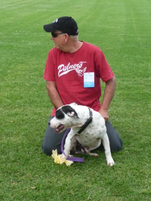 Perth Staffordshire Bull Terrier Assoc. Day ( Sept 2011 ) P1080819