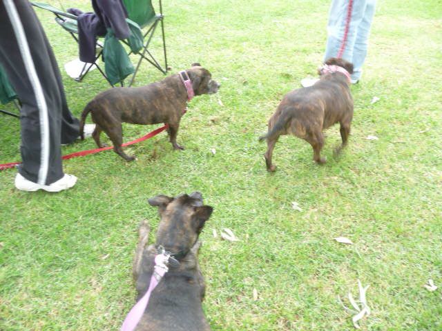 Perth Staffordshire Bull Terrier Assoc. Day ( Sept 2011 ) P1080833