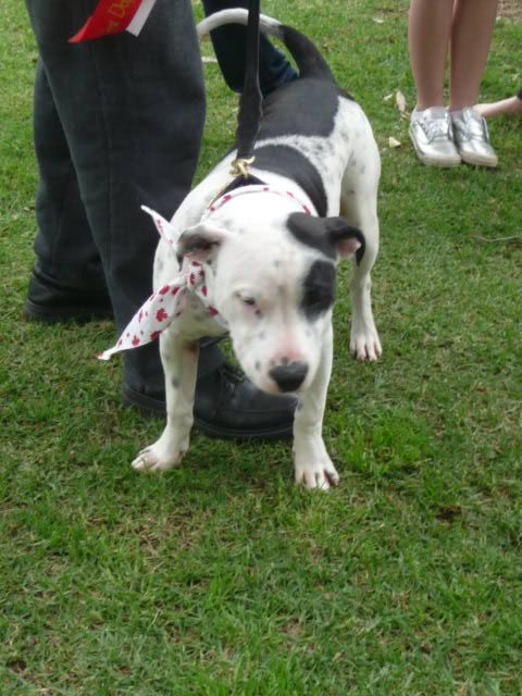 Perth Staffordshire Bull Terrier Assoc. Day ( Sept 2011 ) P1080848