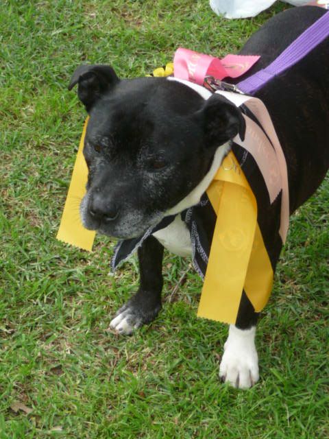 Perth Staffordshire Bull Terrier Assoc. Day ( Sept 2011 ) P1080850