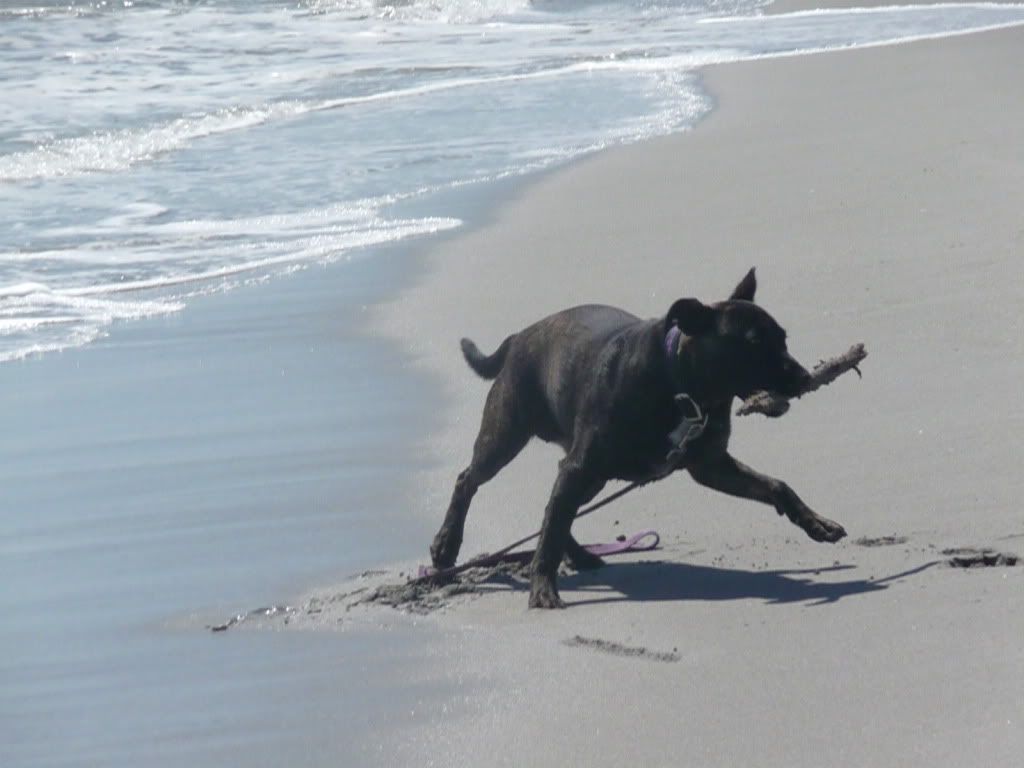 Happy-snaps from the Beach P1080918