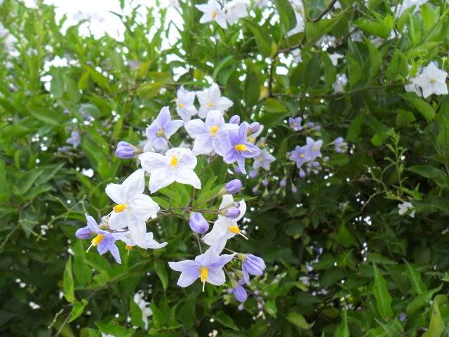 Solanum jasminoides SAM_1898