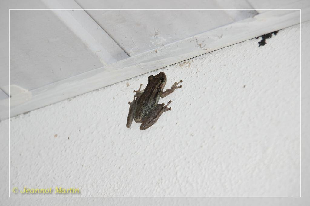 Guyane 2014 FroschimZimmer-6095