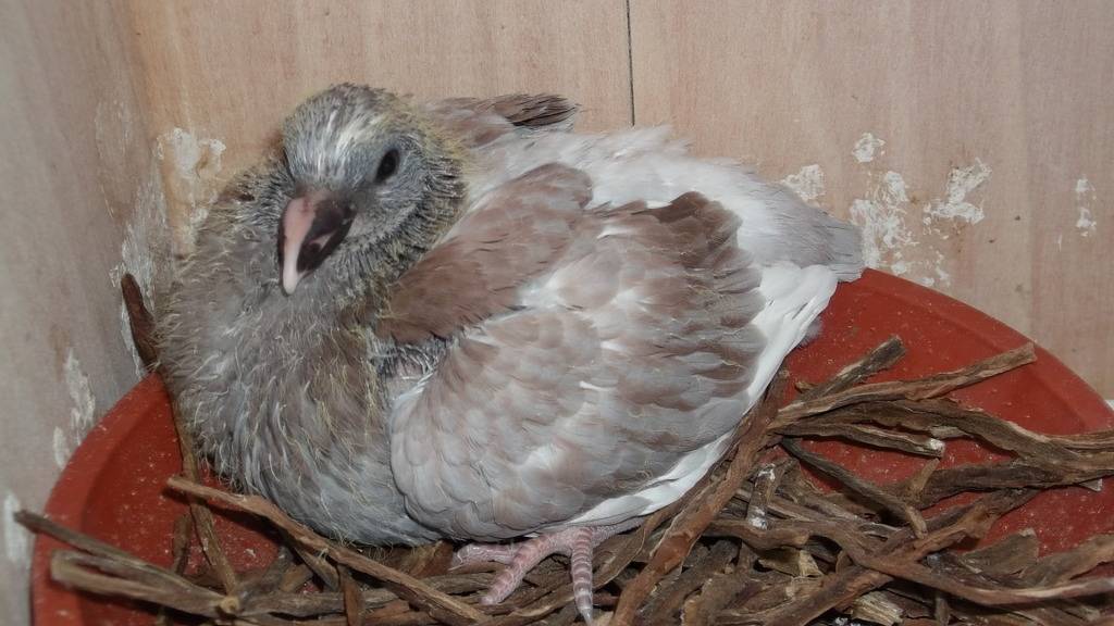 Never realised they grew so quick!! 16Daysold