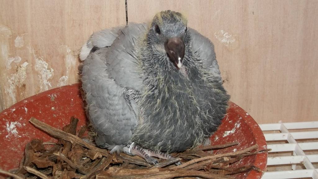 Never realised they grew so quick!! 17Daysold