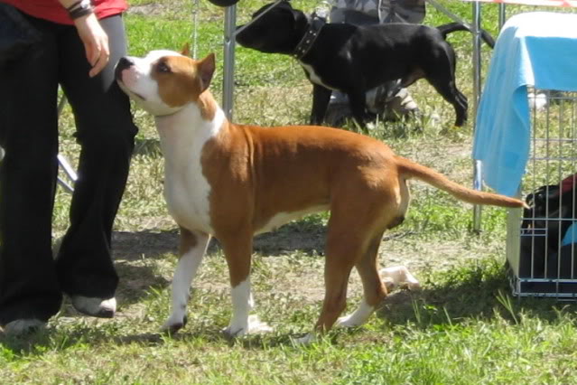 Ameriški stafford terier  (American Staffordshire Terrier) CopyofIMG_7434