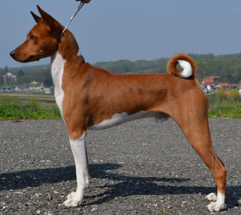 BASENJI leglo 2014 Dexter_DSC_6613