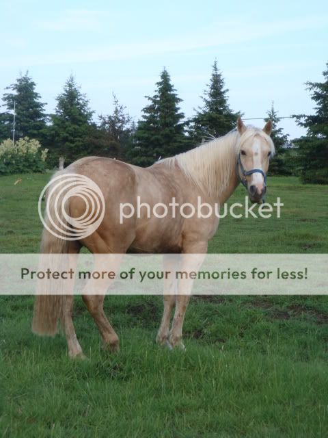 The Geldings and Stud DSC08258