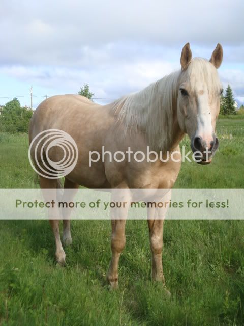 The Geldings and Stud DSC08301