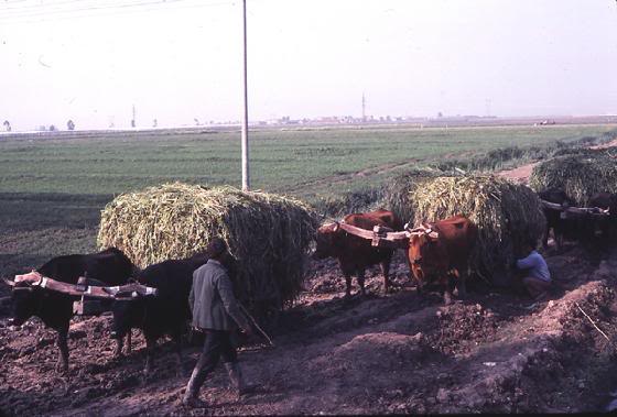 E kaluara e Shqiperise 2653193-Heavy_loads_of_hay_oxen_dra