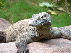 Coloquem aqui fotos com ou sem mensagens - Página 26 240px-Varanus_komodoensis6_zps8a5d14b4