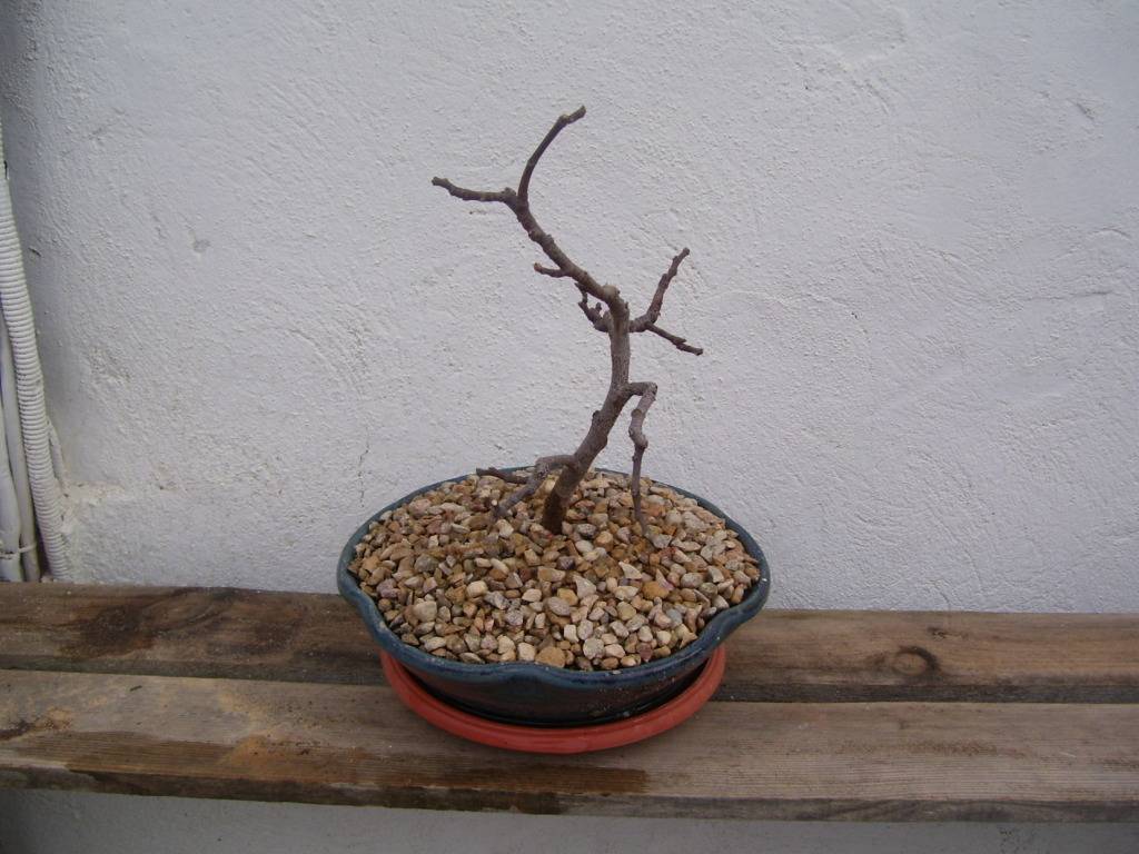 Un Ficus carica (Higuera ) 100_4041
