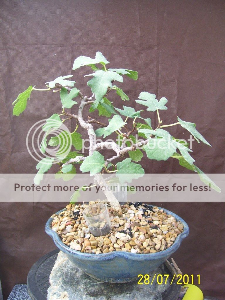 Un Ficus carica (Higuera ) 100_5774