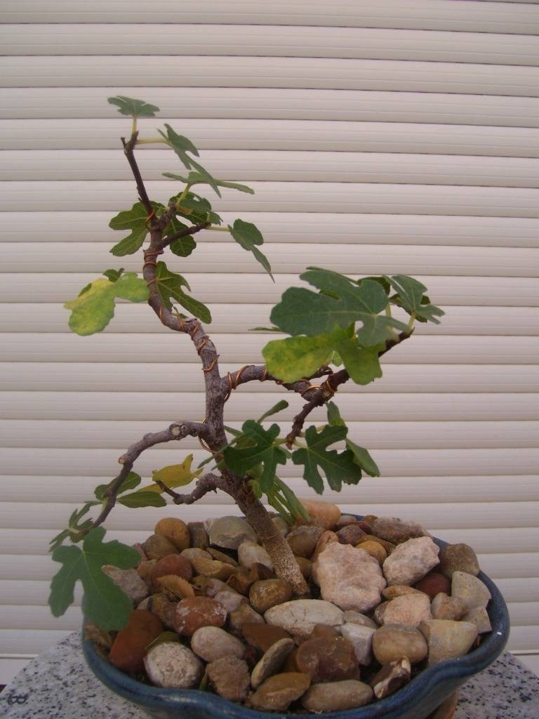 Un Ficus carica (Higuera ) ARBOLESOTOO200920deOctubre007