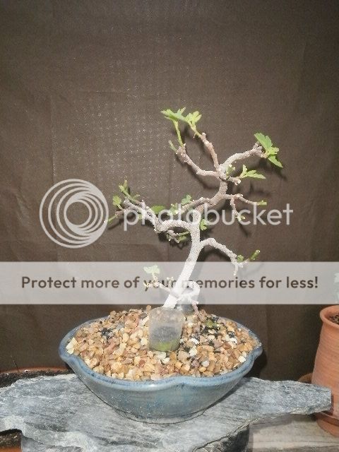 Un Ficus carica (Higuera ) P6060010