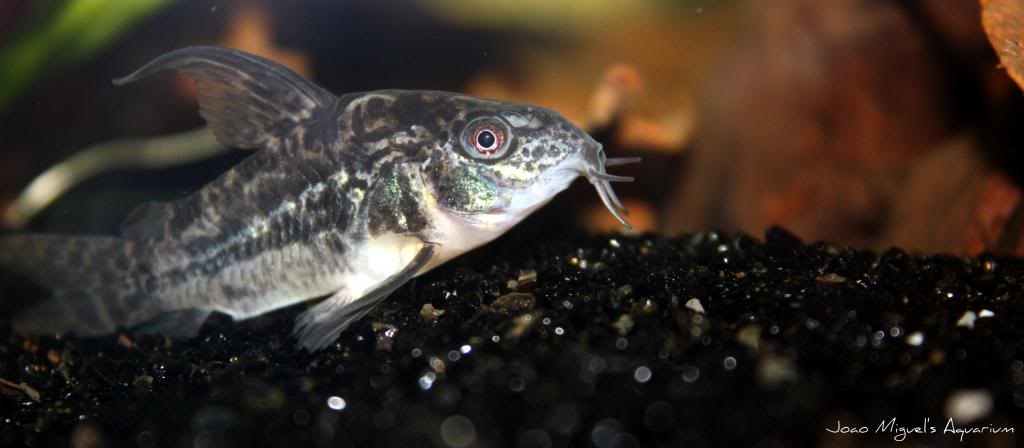 Corydora paleatus IMG_7682_zps279be3e5