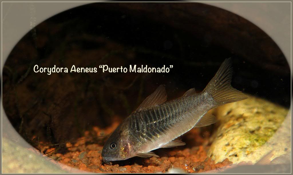 Corydora paleatus - Página 4 Cory_zpsef0d7572