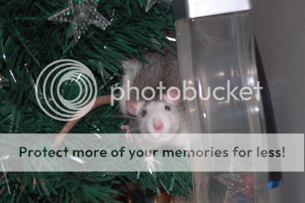 our Ratties during the holiday season  DSC_0101