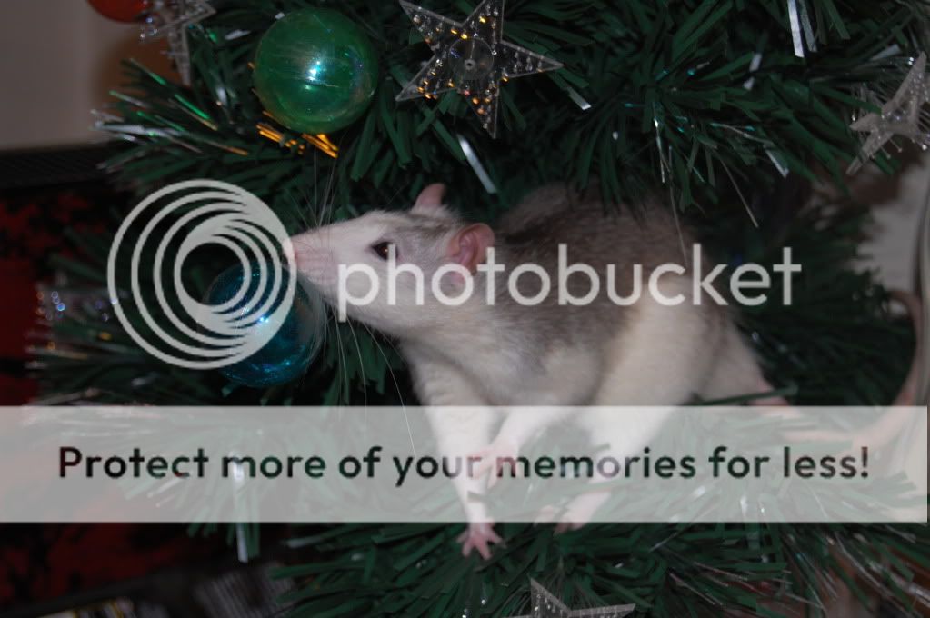 our Ratties during the holiday season  DSC_0102