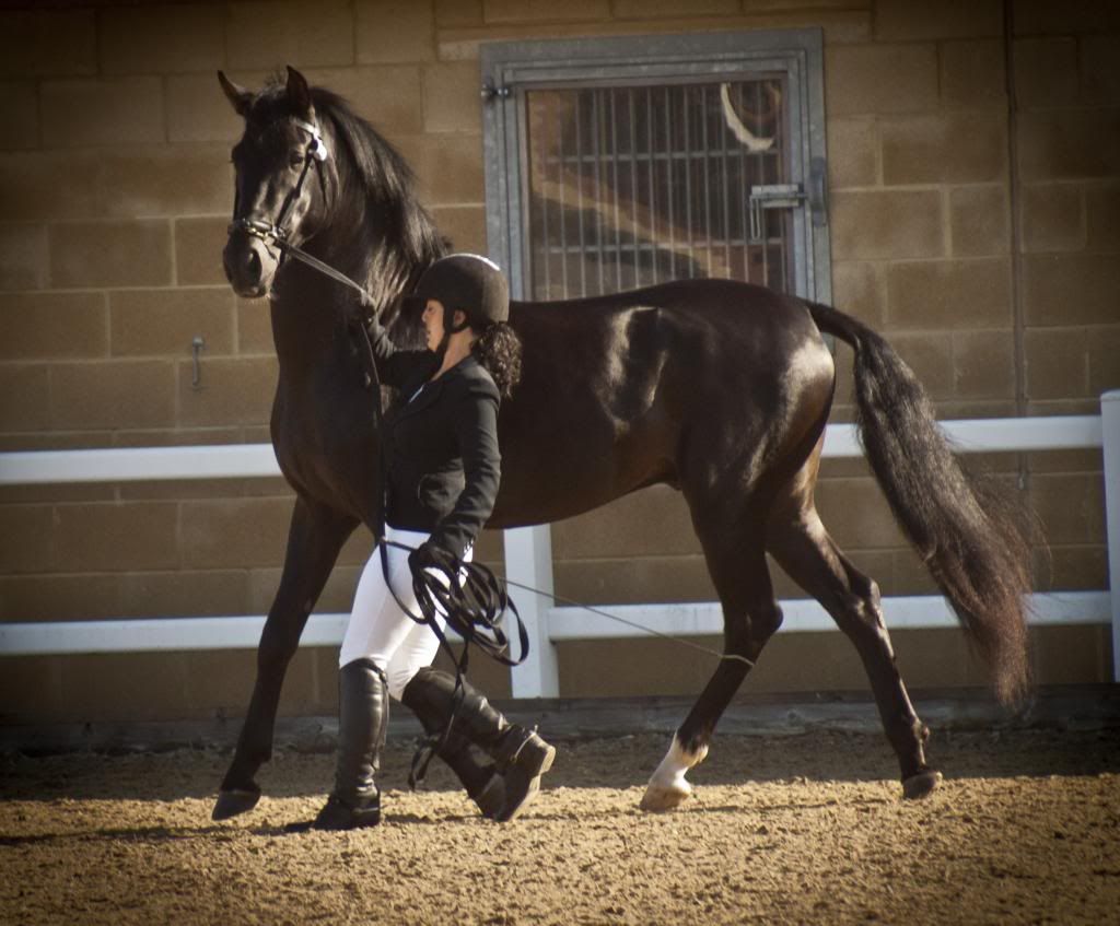 Tralissa Andalusians - Random Herd Photos! 1-12_zps9b2e3601