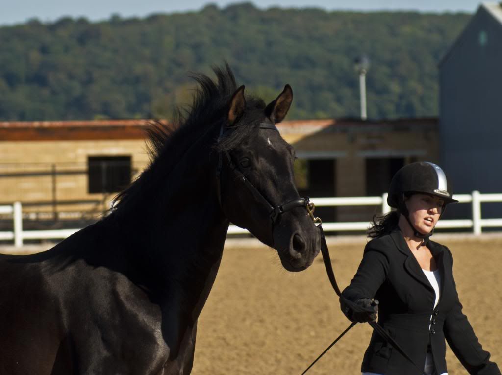 Tralissa Andalusians - Random Herd Photos! 6-9_zps6034ff05