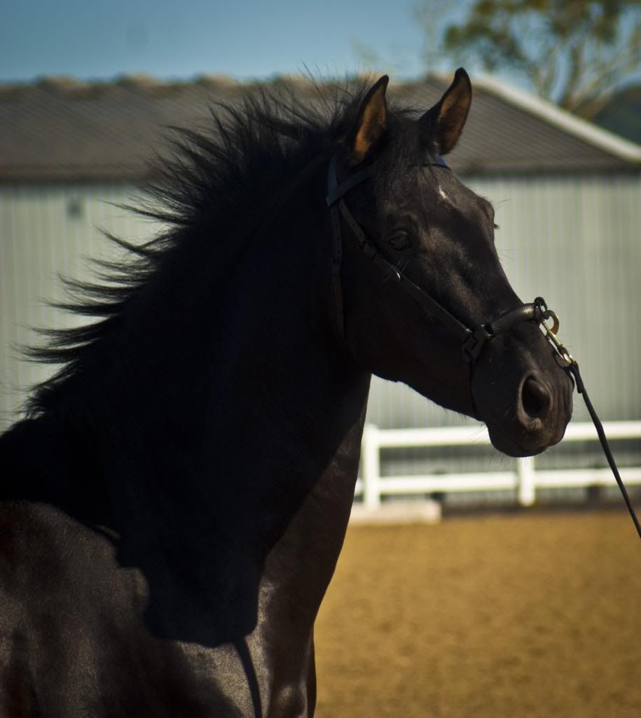 Tralissa Andalusians - Random Herd Photos! 7-9_zpsea061917