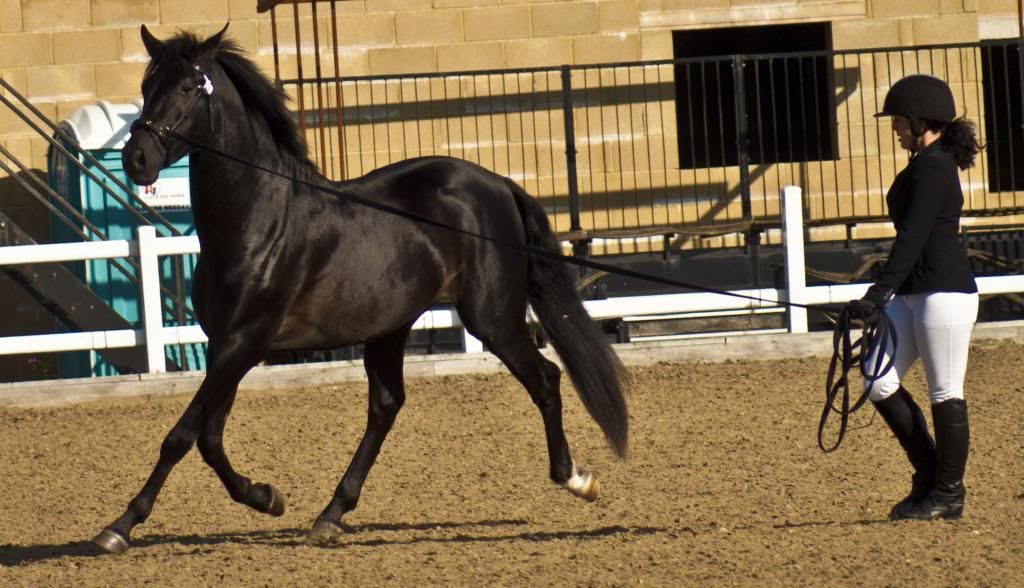 Tralissa Andalusians - Random Herd Photos! 8-9_zpsd76e6af7