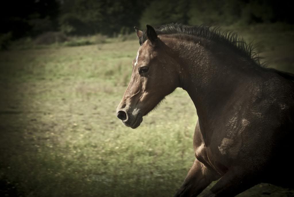 Tralissa Andalusians - Random Herd Photos! Chase2_zps5040e8d6