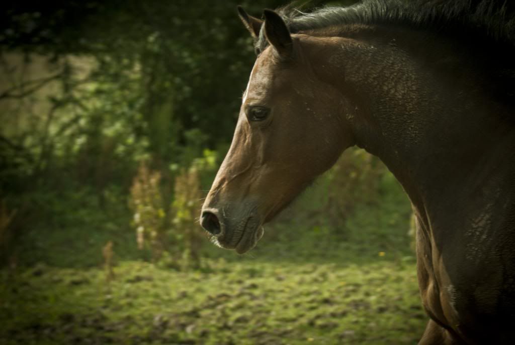 Tralissa Andalusians - Random Herd Photos! Chase_zpsb98edd1a