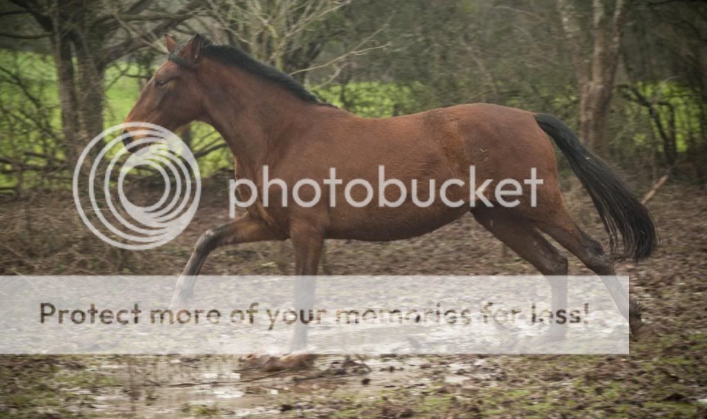 Tralissa Andalusians - Random Herd Photos! LexLex_zps9779fe2c