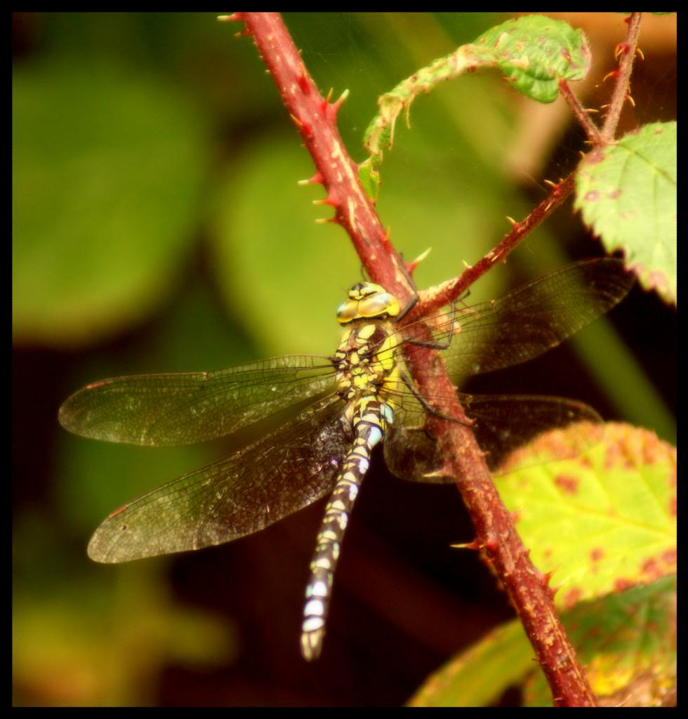 ~ Tralissa Photography ~ Dragonfly_zps1e9d93df