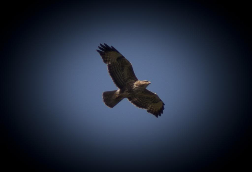 ~ Tralissa Photography ~ Buzzard_zps99567c35