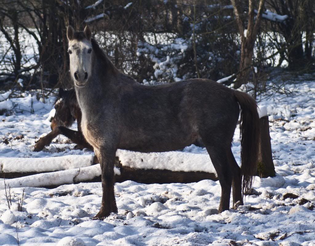 Tralissa Andalusians - Random Herd Photos! Raine2_zps848f7f65